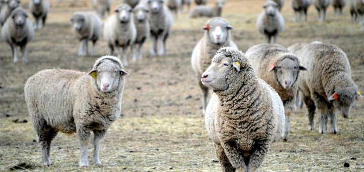 troupeau moutons