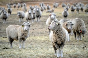 troupeau moutons